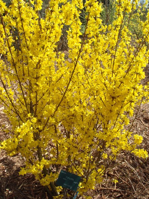 Forsythia ovata 'Mini Gold'